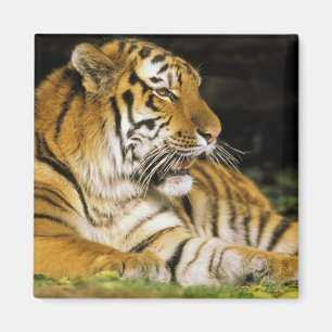 VS, Michigan, Detroit. Detroit Zoo, tijger op Magneet