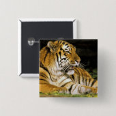 VS, Michigan, Detroit. Detroit Zoo, tijger op Vierkante Button 5,1 Cm (Voorkant /achterkant)