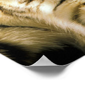 VS, Michigan, Detroit. Detroit Zoo, tijger Poster (Hoek)