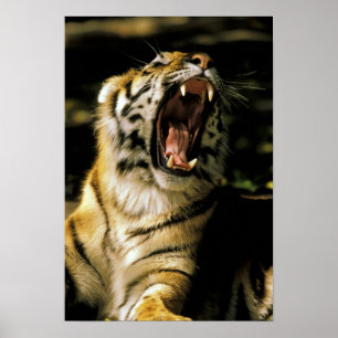 VS, Michigan, Detroit. Detroit Zoo, tijger Poster