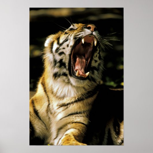 VS, Michigan, Detroit. Detroit Zoo, tijger Poster (Voorkant)