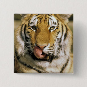 VS, Michigan, Detroit. Detroit Zoo, tijger Vierkante Button 5,1 Cm
