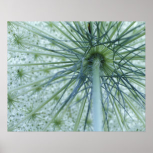 VS, Michigan. Koningin-Anne's Lace bekeken van Poster