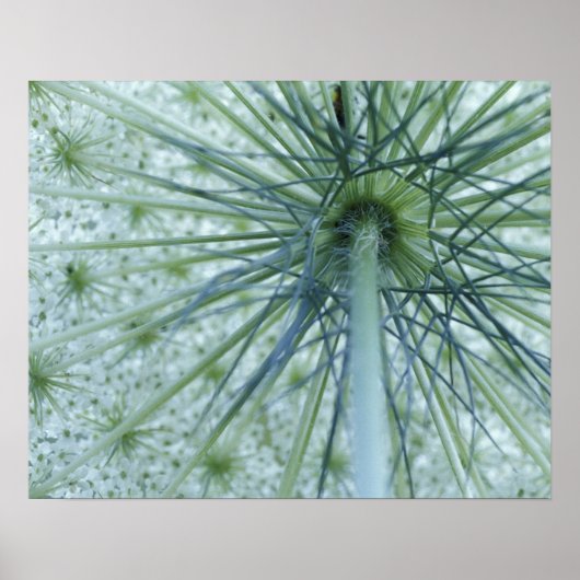 VS, Michigan. Koningin-Anne's Lace bekeken van Poster (Voorkant)