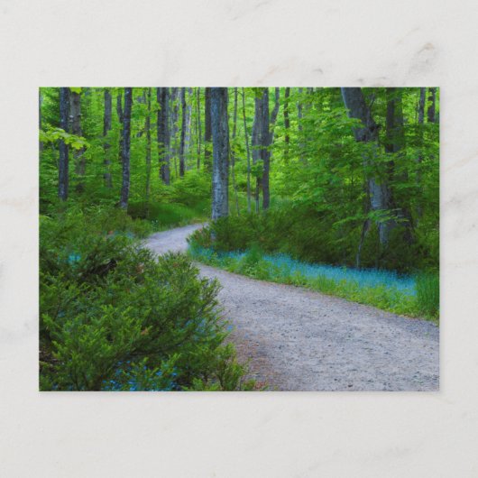 VS, Michigan. Pad Door Het Bos Briefkaart (Voorkant)