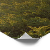 VS, Michigan, Weide met guldenroede planten Poster (Hoek)