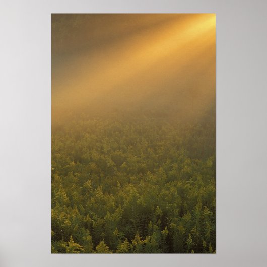 VS, Michigan, Weide met guldenroede planten Poster (Voorkant)