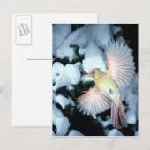 VS, Minnesota, Mendota Heights, Vrouw Kardinaal Briefkaart (Voorkant / Achterkant)