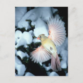 VS, Minnesota, Mendota Heights, Vrouw Kardinaal Briefkaart (Voorkant)