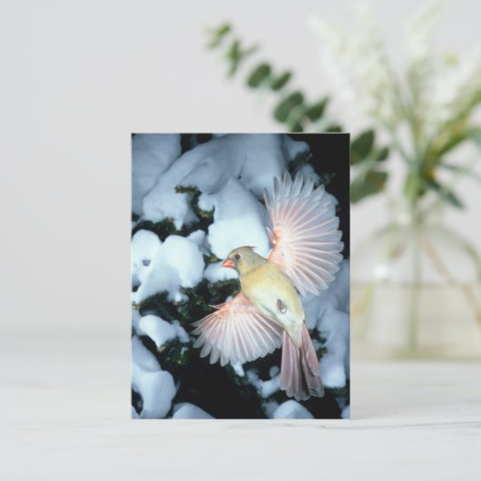 VS, Minnesota, Mendota Heights, Vrouw Kardinaal Briefkaart (Staand voorkant)