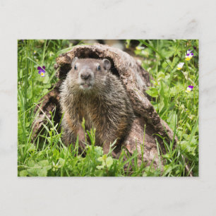 VS, Minnesota, Sandstone, Minnesota Wildlife 15 Briefkaart