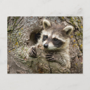 VS, Minnesota, Sandstone, Minnesota Wildlife 16 Briefkaart