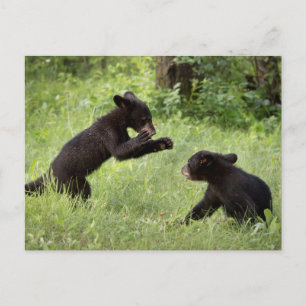 VS, Minnesota, Sandstone, Minnesota Wildlife 22 Briefkaart