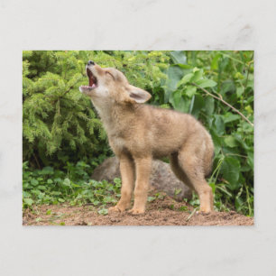 VS, Minnesota, Sandstone, Minnesota Wildlife 2 Briefkaart