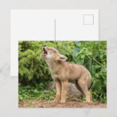 VS, Minnesota, Sandstone, Minnesota Wildlife 2 Briefkaart (Voorkant / Achterkant)