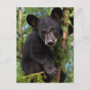 VS, Minnesota, Sandstone, Minnesota Wildlife 8 Briefkaart
