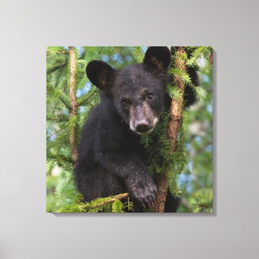 VS, Minnesota, Sandstone, Minnesota Wildlife 8 Canvas Afdruk (Voorkant)