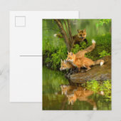 VS, Minnesota, Sandstone, Minnesota Wildlife Briefkaart (Voorkant / Achterkant)