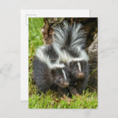 VS, Minnesota, Sandstone, Minnesota Wildlife Briefkaart (Voorkant / Achterkant)