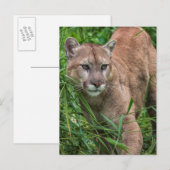 VS, Minnesota, Sandstone, Minnesota Wildlife Briefkaart (Voorkant / Achterkant)