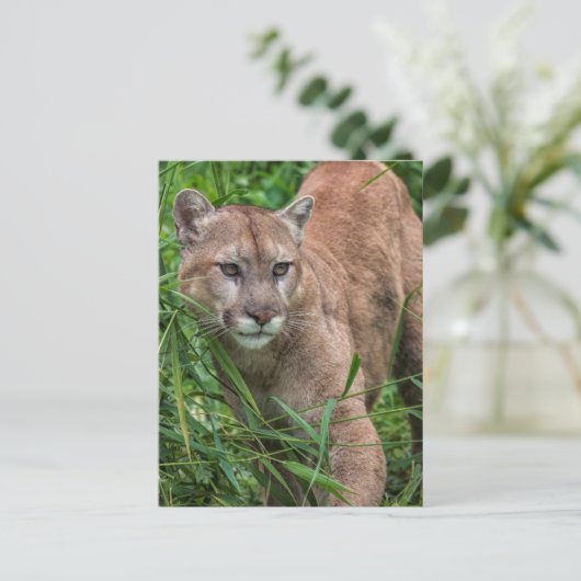 VS, Minnesota, Sandstone, Minnesota Wildlife Briefkaart (Staand voorkant)