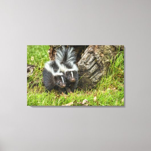 VS, Minnesota, Sandstone, Minnesota Wildlife Canvas Afdruk (Voorkant)