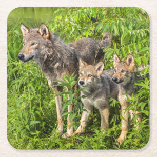 VS, Minnesota, Sandstone, Minnesota Wildlife Kartonnen Onderzetters
