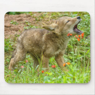 VS, Minnesota, Sandstone, Minnesota Wildlife Muismat
