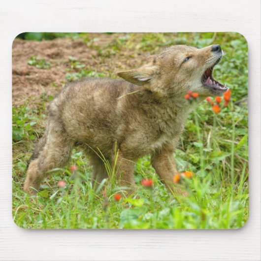 VS, Minnesota, Sandstone, Minnesota Wildlife Muismat (Voorkant)