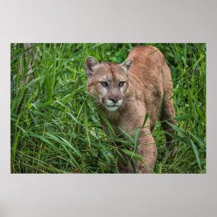 VS, Minnesota, Sandstone, Minnesota Wildlife Poster