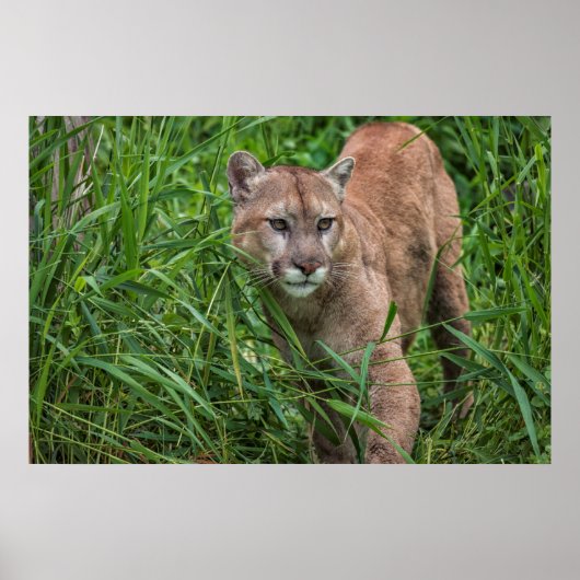 VS, Minnesota, Sandstone, Minnesota Wildlife Poster (Voorkant)
