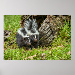 VS, Minnesota, Sandstone, Minnesota Wildlife Poster