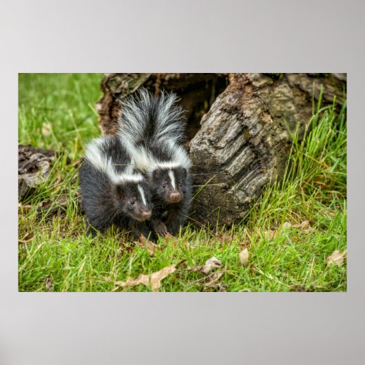 VS, Minnesota, Sandstone, Minnesota Wildlife Poster (Voorkant)