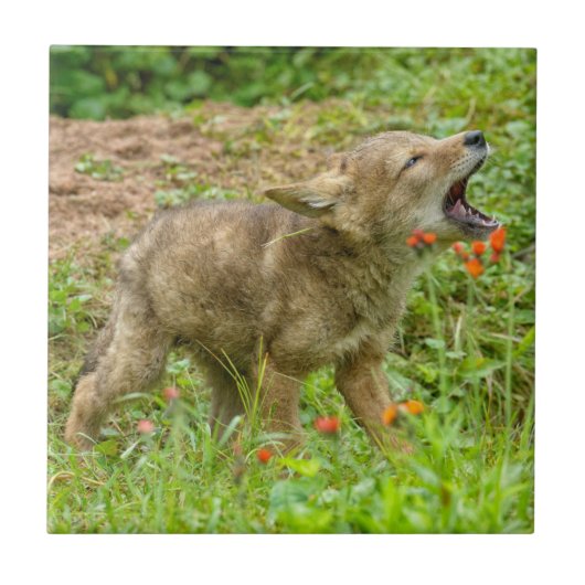 VS, Minnesota, Sandstone, Minnesota Wildlife Tegeltje (Voorkant)