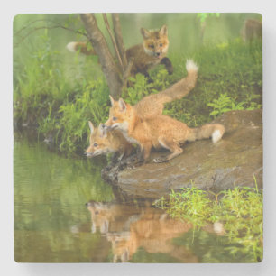VS, Minnesota, Sandstone, Wilde dieren in Minnesot Stenen Onderzetter