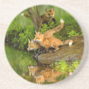 VS, Minnesota, Sandstone, Wilde dieren in Minnesot Zandsteen Onderzetter