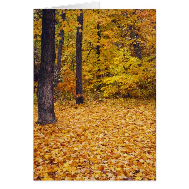 VS, Missouri, Boone County, Maple Forest in (Voorkant)