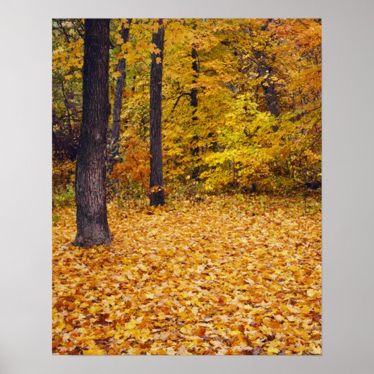 VS, Missouri, Boone County, Maple Forest in Poster (Voorkant)