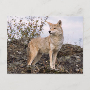 VS, Montana, Kalispell. Coyote bij Triple D Briefkaart