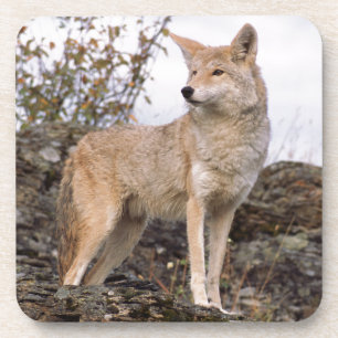 VS, Montana, Kalispell. Coyote bij Triple D Drankjes Onderzetter