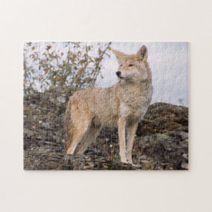 VS, Montana, Kalispell. Coyote bij Triple D Legpuzzel
