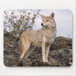 VS, Montana, Kalispell. Coyote bij Triple D Muismat