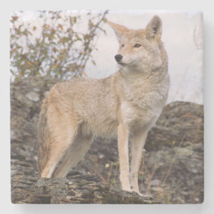VS, Montana, Kalispell. Coyote bij Triple D Stenen Onderzetter
