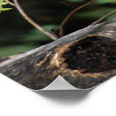 VS, Montana, Kalispell. Korstkorrels van varkens e Poster (Hoek)