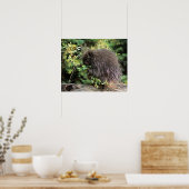 VS, Montana, Kalispell. Korstkorrels van varkens e Poster (Keuken)