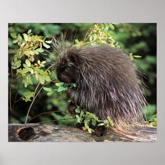 VS, Montana, Kalispell. Korstkorrels van varkens e Poster (Voorkant)