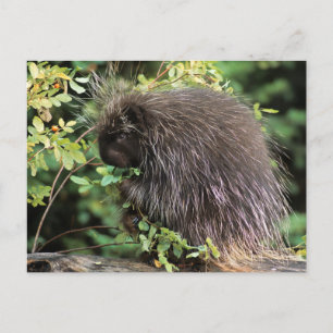 VS, Montana, Kalispell. Stekelvarken en rozenbotte Briefkaart