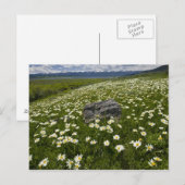 VS, Montana, Wild Daisy blooming in weide door Briefkaart (Voorkant / Achterkant)