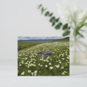 VS, Montana, Wild Daisy blooming in weide door Briefkaart (Staand voorkant)