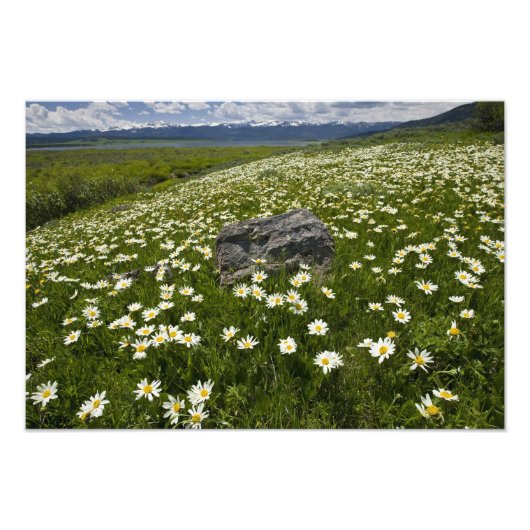 VS, Montana, Wild Daisy blooming in weide door Foto Afdruk (Voorkant)